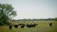 Cows reduce Boulder fire danger one bite at a time