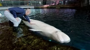 Training Belugas and Salting the Tanks at the Shedd Aquarium