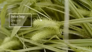 Shallow Sedge & Arrow Arum