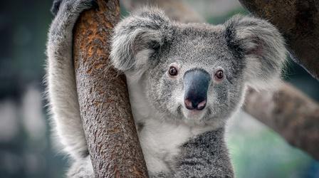 Video thumbnail: Nature The Secret Nightlife of Koalas