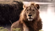 Preview of Katavi: Africa's Fallen Paradise: Sanctuary