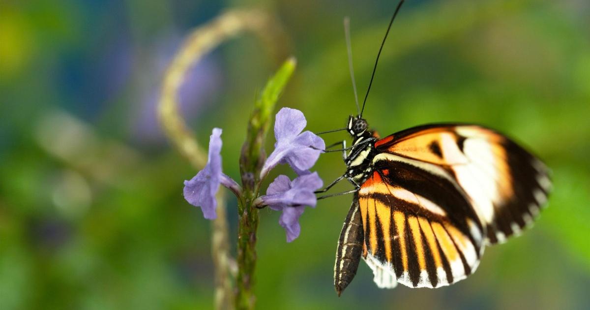 Nature | Sex, Lies and Butterflies | Season 36 | Episode 12