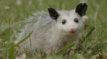 Video thumbnail: Nature Mythbusting Opossum Facts | Backyard Nature
