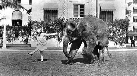 Video thumbnail: WLRN History Rosie the Elephant