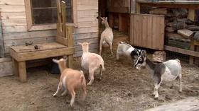 Video thumbnail: Chicago Tonight Aldermen Propose Limits on Backyard Livestock in Chicago