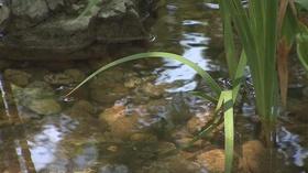 Video thumbnail: NPT Reports: Aging Matters Easy Access Gardening | Aging Matters | NPT