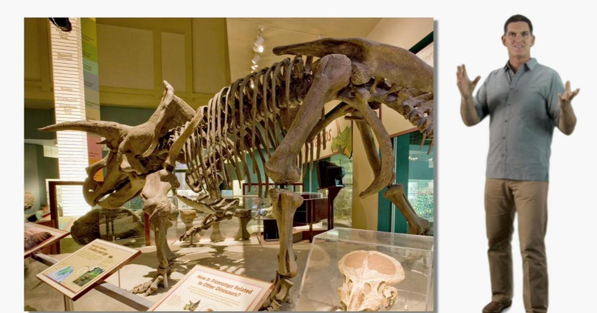 Dinosaur Train Dinosaur Discoveries Fossils Season 1 PBS