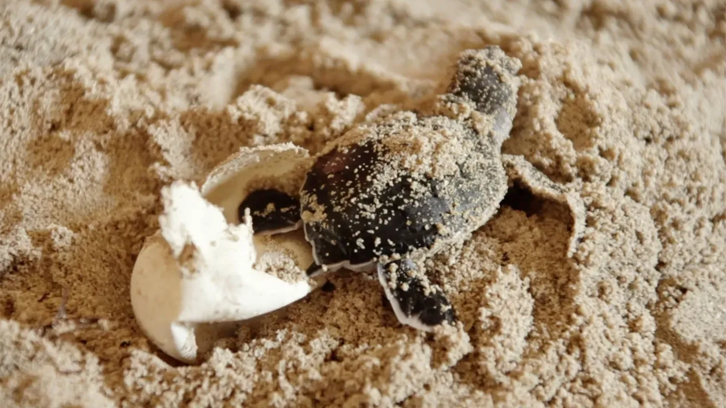 T is for Turtle