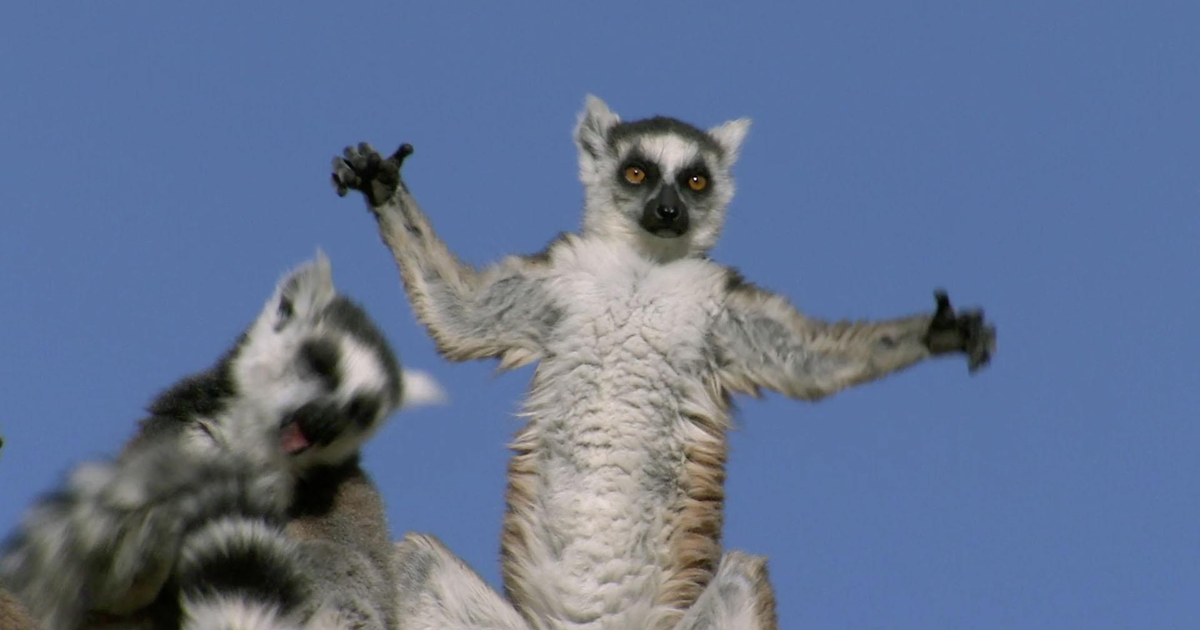 Wild Kratts RingTailed Lemurs Season 3 Episode 20 PBS
