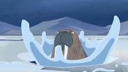 Walrus:  Livin Creature Style