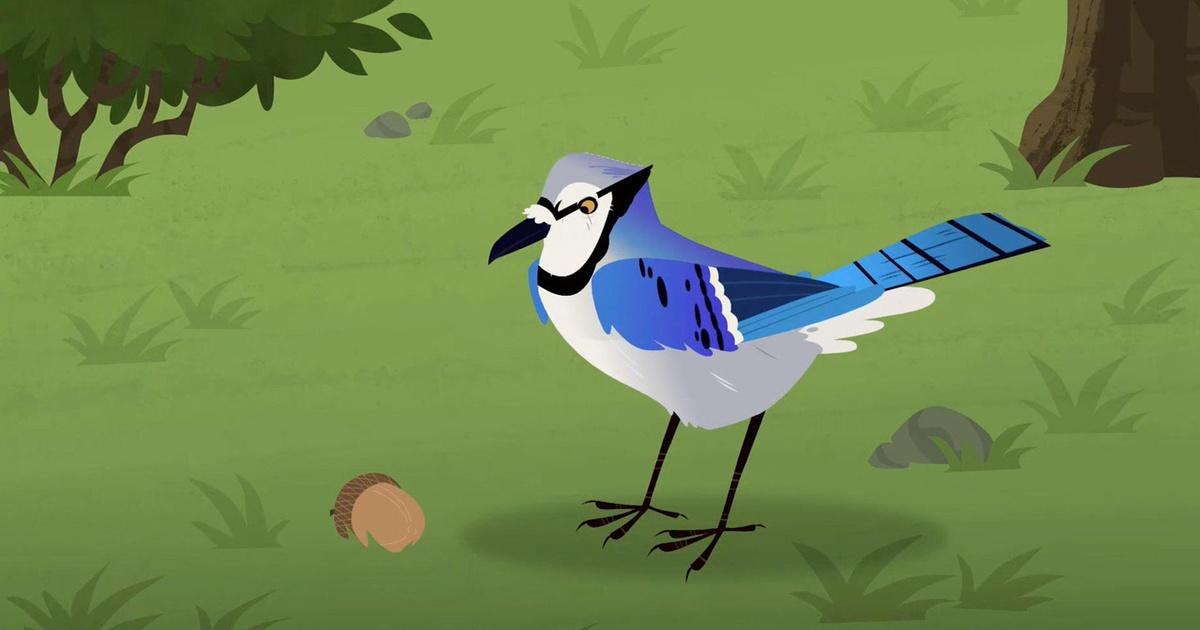 Wild Kratts | Blue Jay: Livin Creature Style | PBS