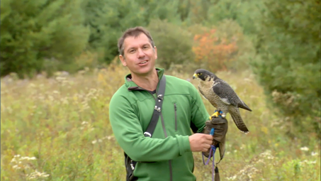 Peregrine Falcon Food And Health Wild Kratts Videos Pbs