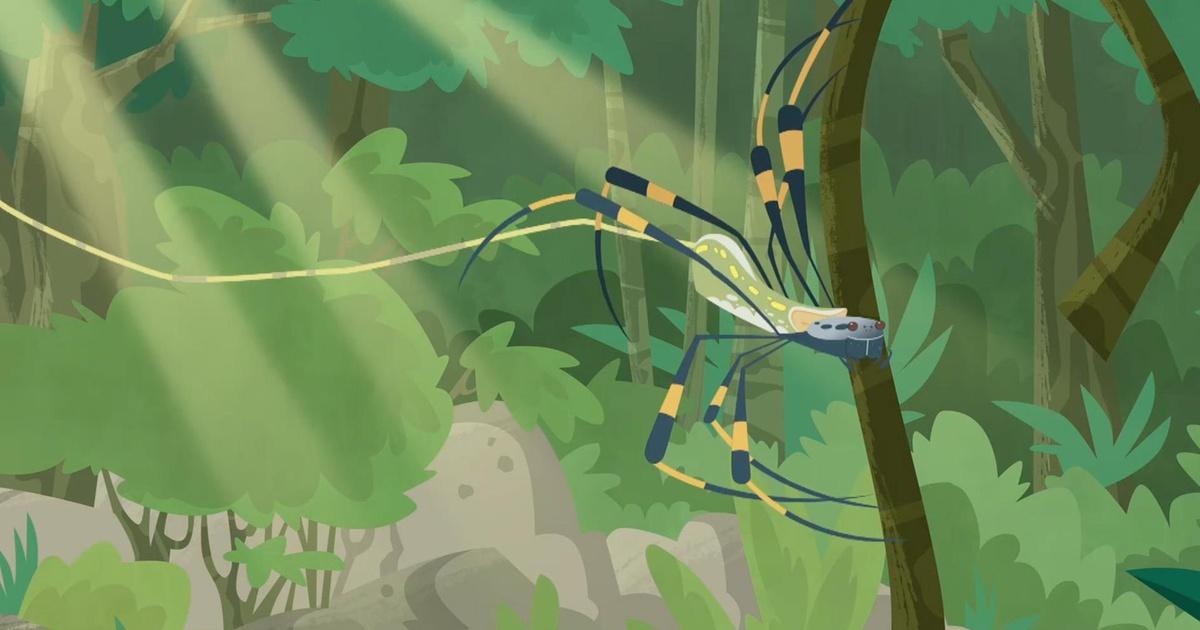 Wild Kratts | Golden Orb Weaver Spider: Creature Power | PBS