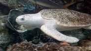 Hawksbill Turtle: Creature Power