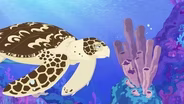Hawksbill Turtle: Food and Health