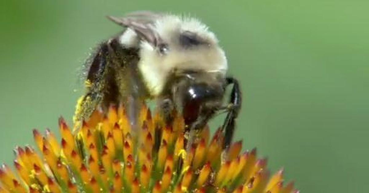 Wild Kratts | Flower power! | Season 1 | PBS