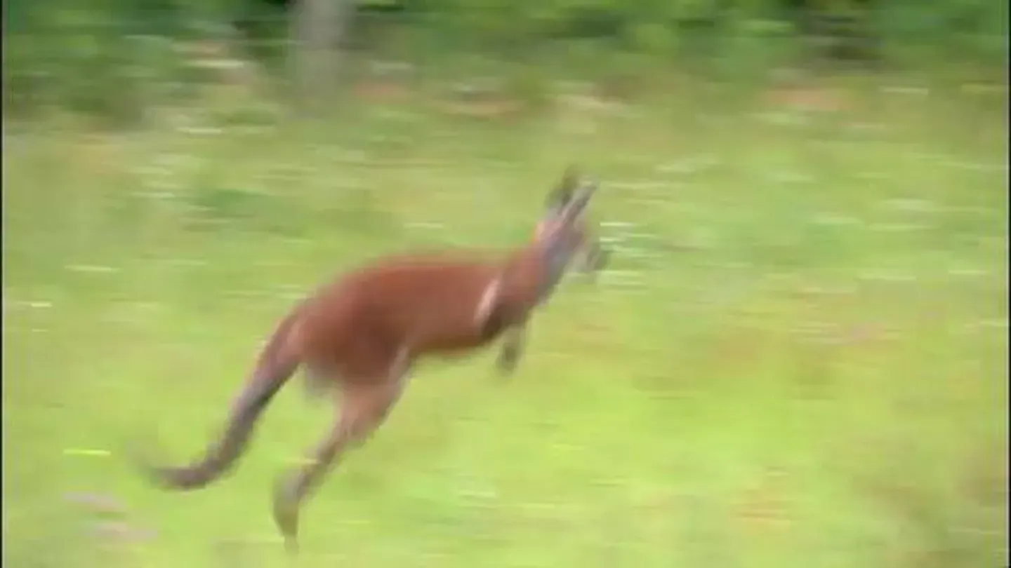 Leap Like a Roo!