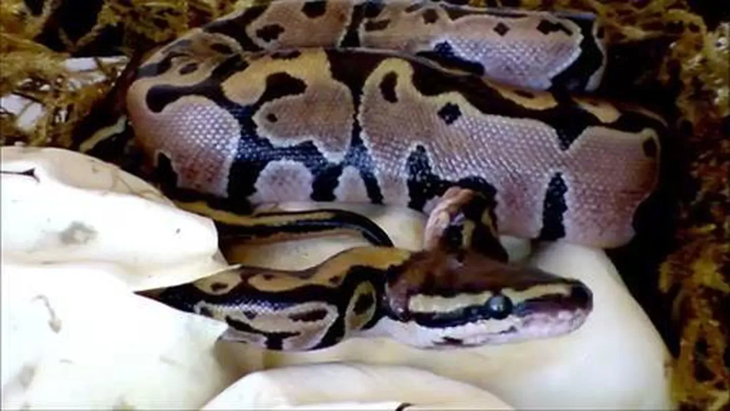 Happy Birthday Baby Pythons