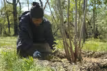 City of Trees | Promo