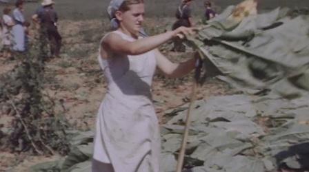 Video thumbnail: American Experience Amish at Work: Harvesting