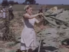 Amish at Work: Harvesting