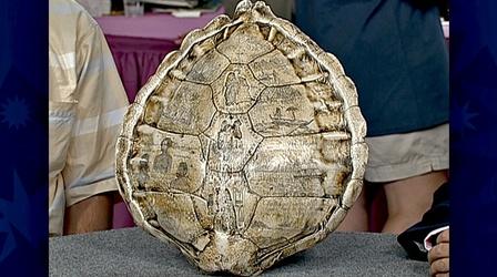 Video thumbnail: Antiques Roadshow Appraisal: Carved Turtle Shell