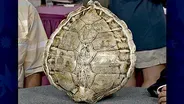 Appraisal: Carved Turtle Shell