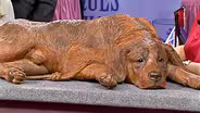 Appraisal: Black Forest Carved Dog, ca. 1905