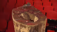 Bonus Video: Apollo Theater Tree of Hope