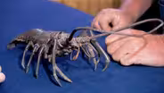 Appraisal: 19th-Century Japanese Bronze Crayfish