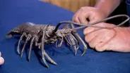 Appraisal: 19th-Century Japanese Bronze Crayfish