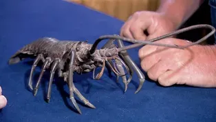 Appraisal: 19th-Century Japanese Bronze Crayfish