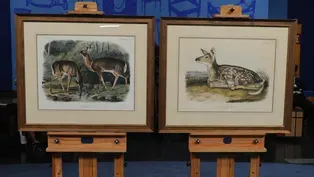 Appraisal: Audubon Quadrupeds Prints, ca. 1845