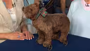 Appraisal: Blank Button Steiff Bear, ca. 1905