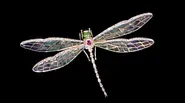 Appraisal: En Tremblant Dragonfly Pin, ca. 1950