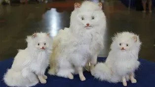 Web Appraisal: German Cat Family, ca. 1905