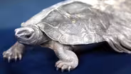 Appraisal: Japanese Silver Tortoise, ca. 1900