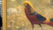 Appraisal: 1909 Charles R. Knight Oil