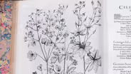 Appraisal: 1613 Basilius Besler "Hortus Eystettensis"