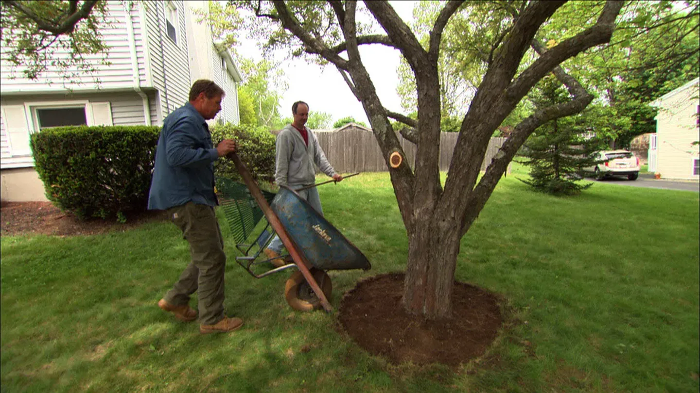 Ask This Old House | New Switch, Tree Care