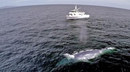A Blue Whale's Perfect Comic Timing