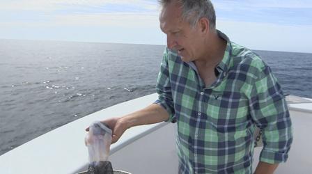 Mark Carwardine Pulls Out a Mystery Object from the Sea
