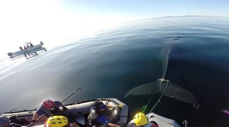 Video thumbnail: Big Blue Live Entangled Whale Rescued from Rope