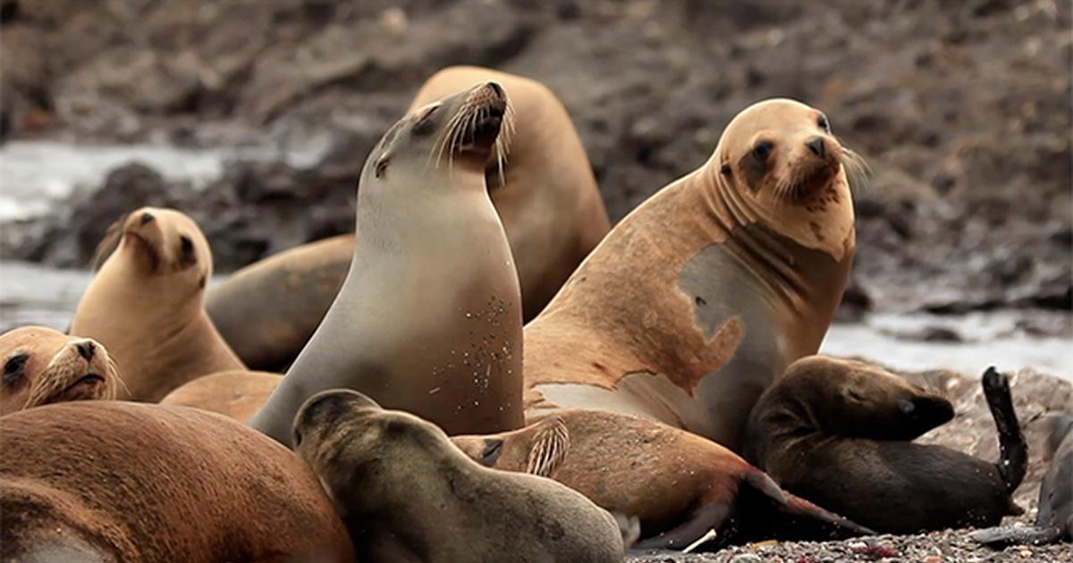 Bay Area loves its California sea lions. No so down south - Los Angeles  Times