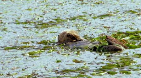 Video thumbnail: Big Blue Live The California Sea Otter Makes a Comeback