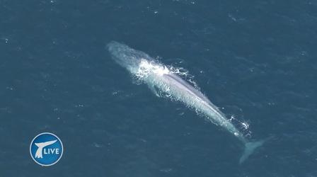 Video thumbnail: Big Blue Live A Blue Whale Sighting