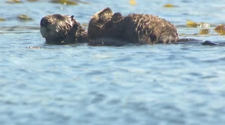 Video thumbnail: Big Blue Live Bixby the Sea Otter