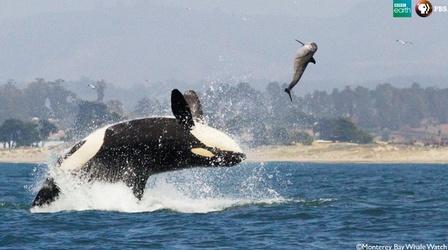 Video thumbnail: Big Blue Live The Orca Hunt