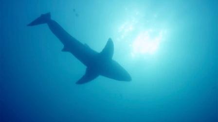 Video thumbnail: Big Blue Live Fan Favorite: Great White Shark