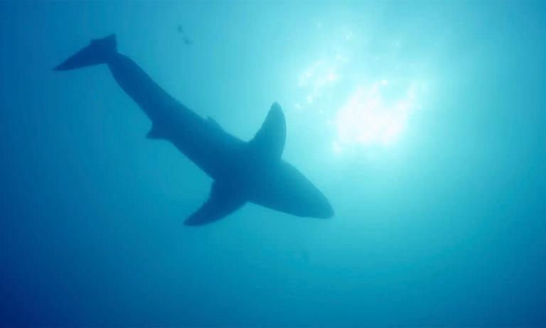 Fan Favorite: Great White Shark